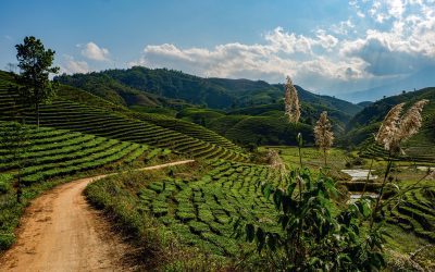 Afternoon Tea — Lai Chau