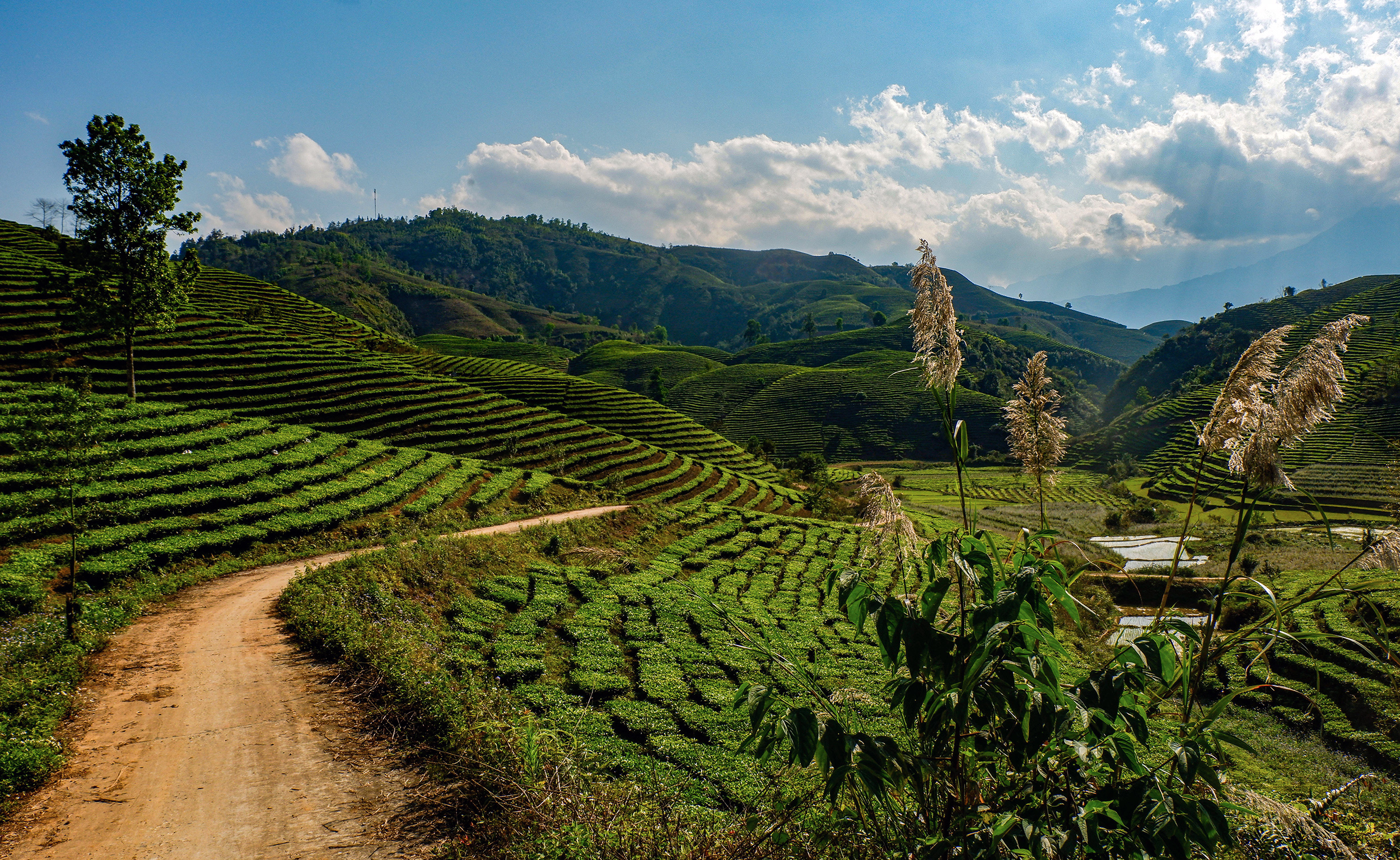 Teafields Lau Chai