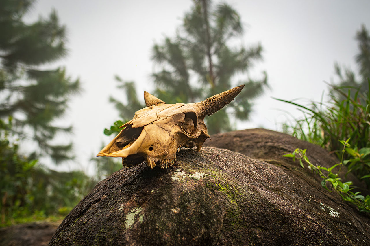 Buffalo Skull found on Hai Van Pass Peak
