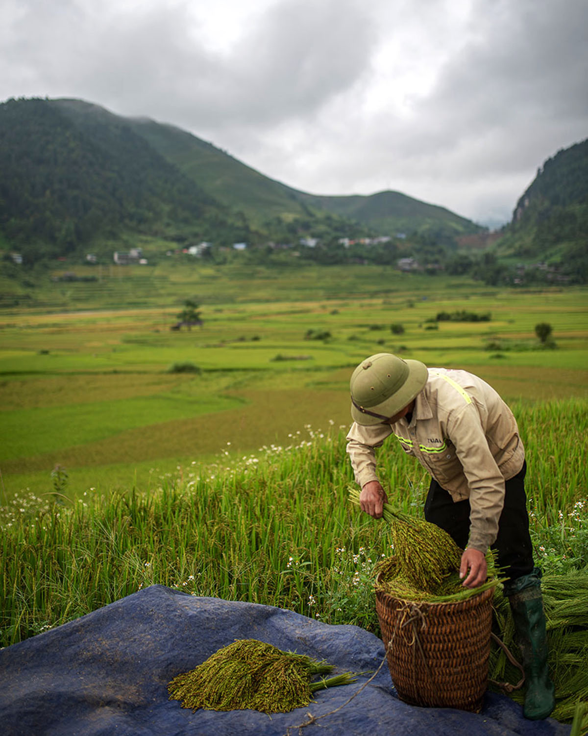 Harvesting Sticky Rice