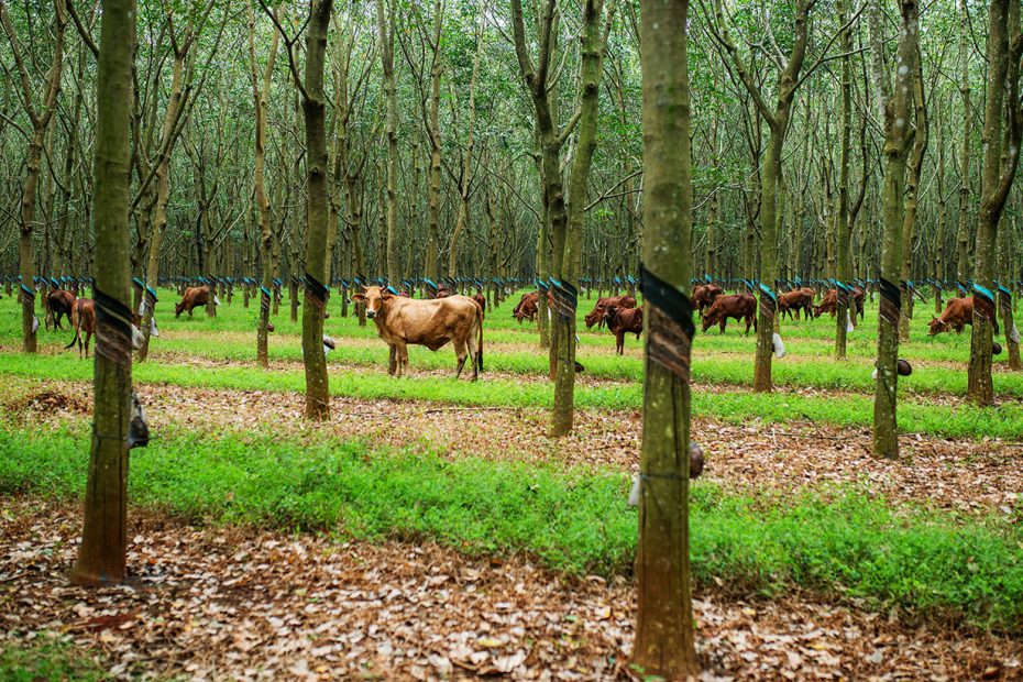 cowsrubberfarn