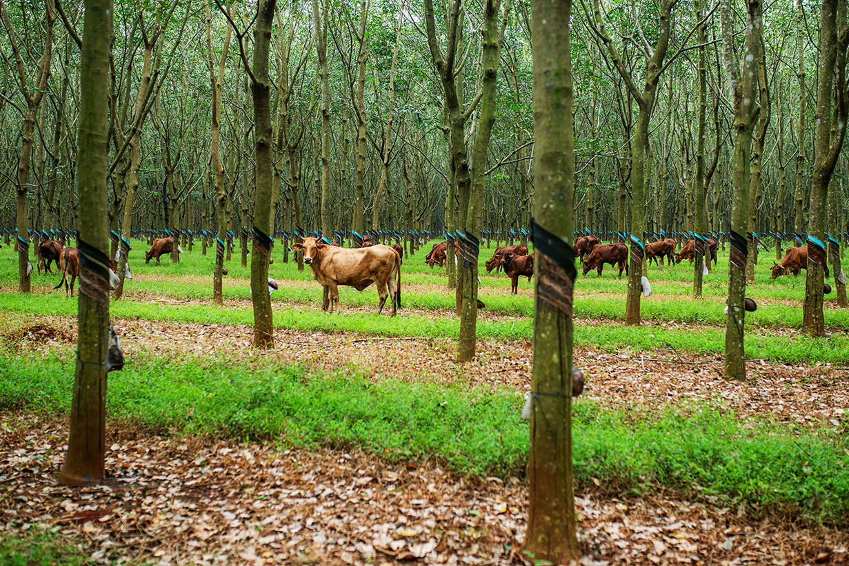 cowsrubberfarn