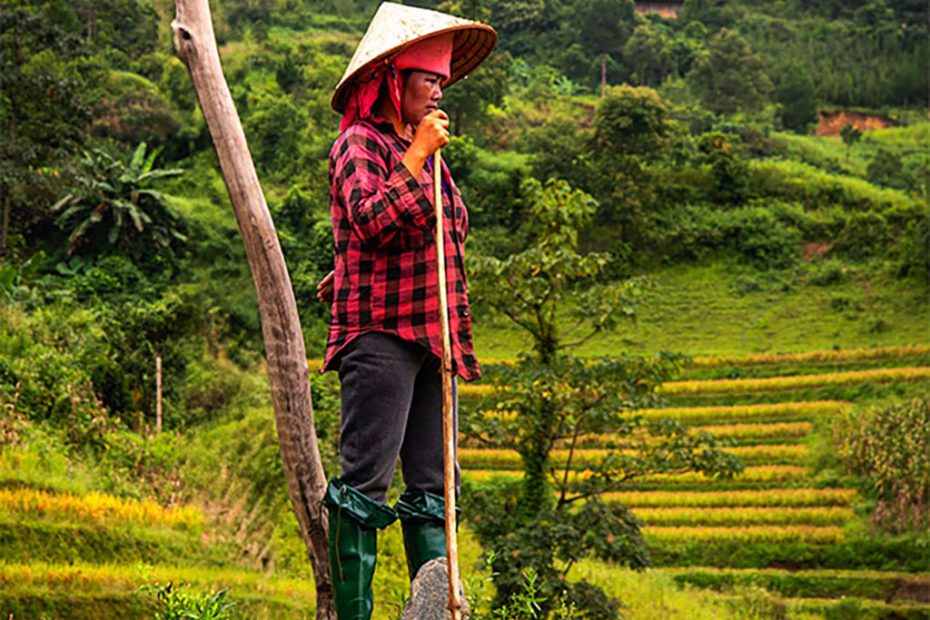ricefarmer