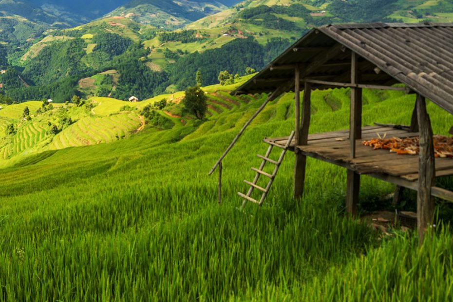 ricefieldshack