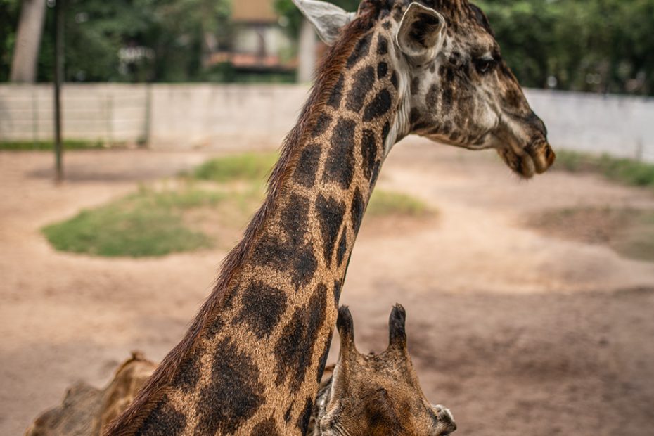 Saigon Zoo