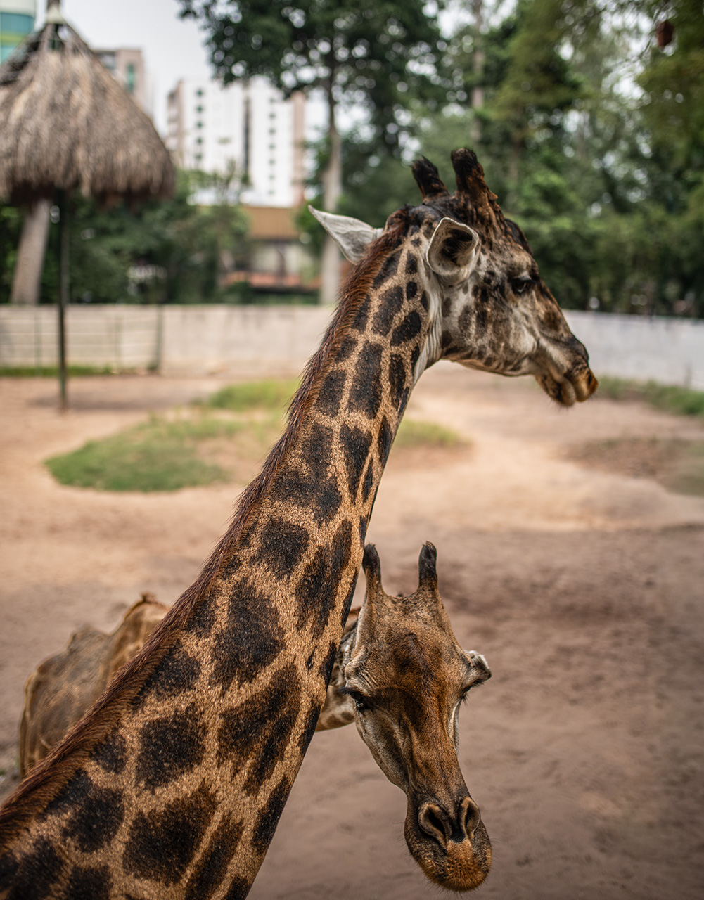 Saigon Zoo