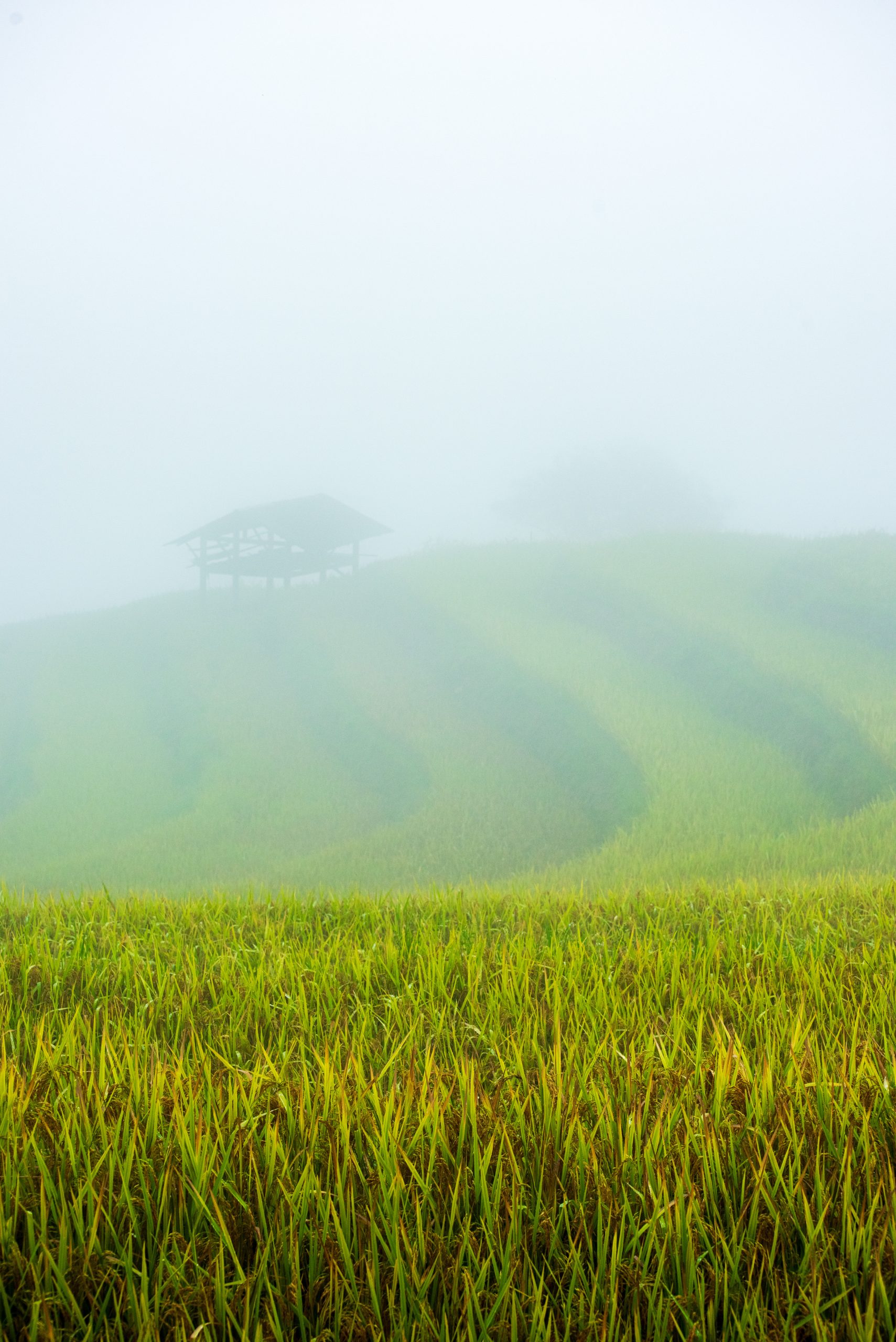 Thông Nguyên