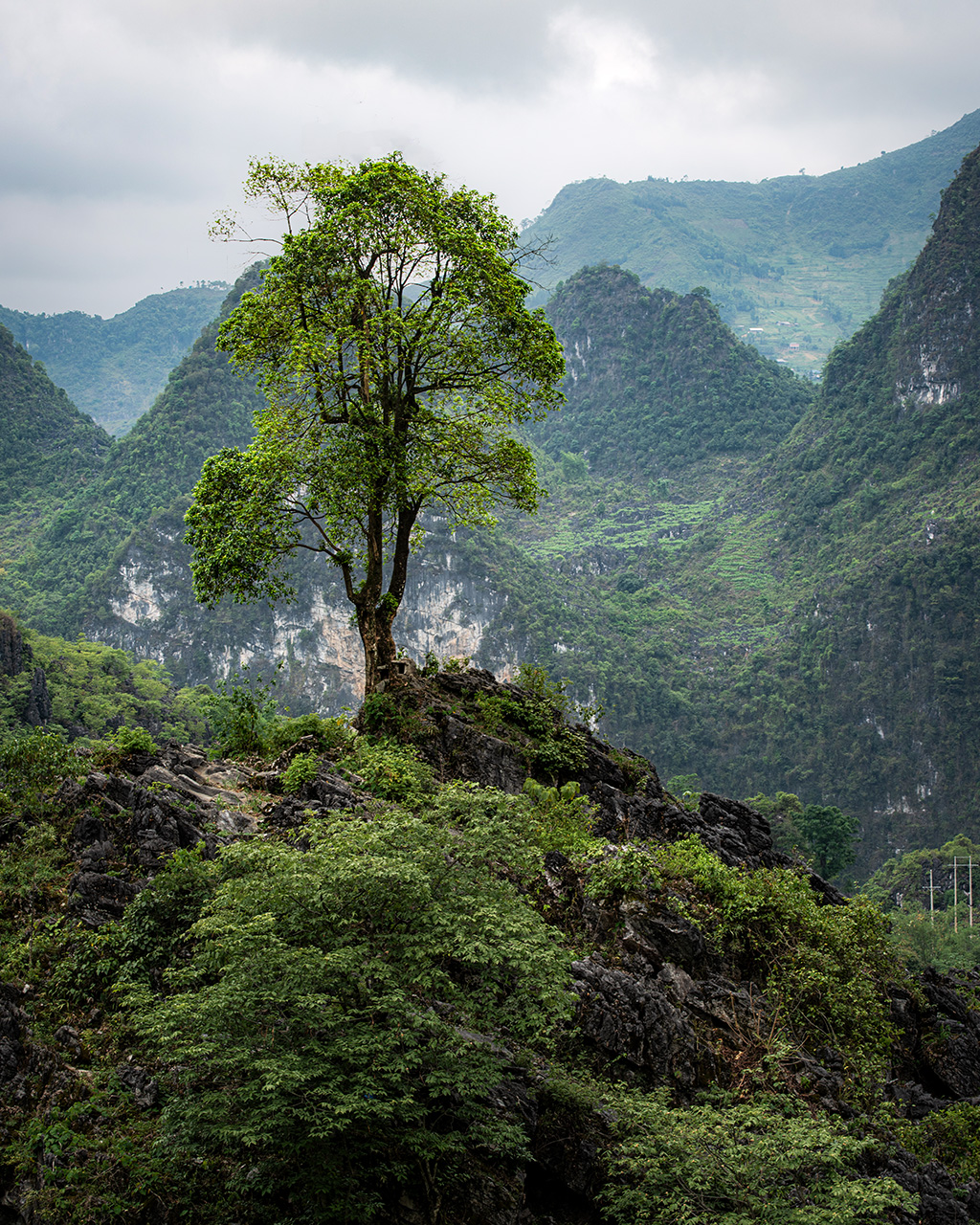 Lone Tree in Hà Giang