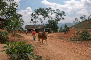 Road to Bamboo Ferry