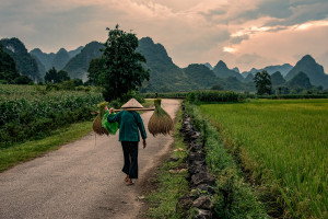 cao bang phong nam rice worker