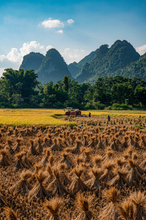 Cao Bang Mountain Rice Bundles