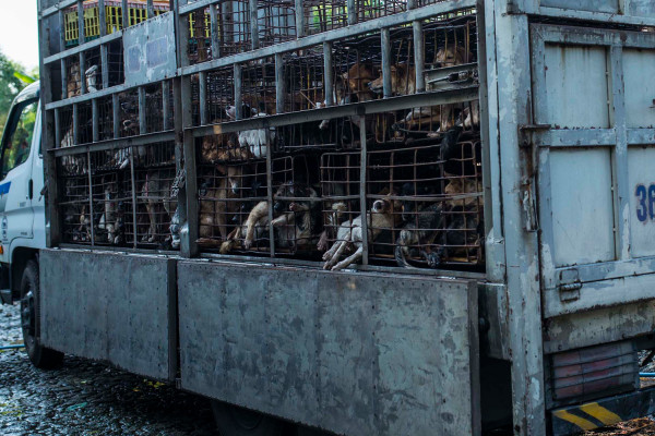 to market dogs