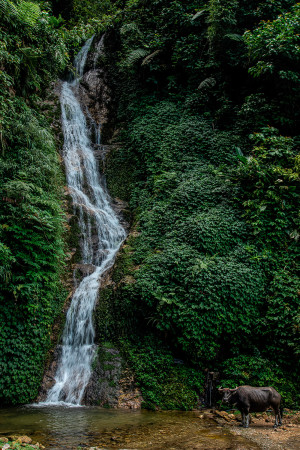Hoang Su Phi waterfall with buffalo