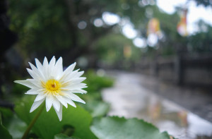 Marble Mountain Path with Lotus