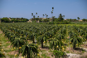 mui ne dragon fruit farm