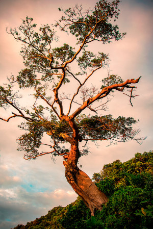 Nam Du Tree