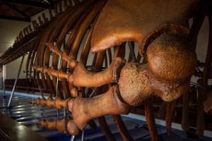 Phan Thiet Whale Temple