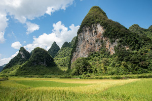 Phong Nam rice field