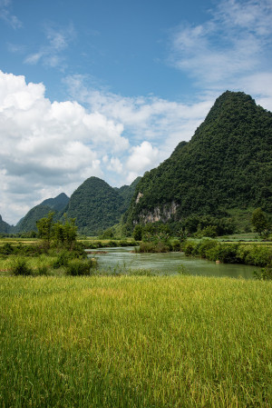 Phong Nam Rice River