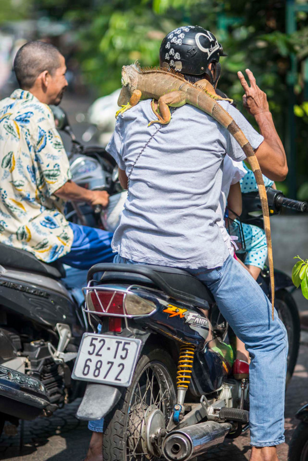 Saigon Street photos lizard