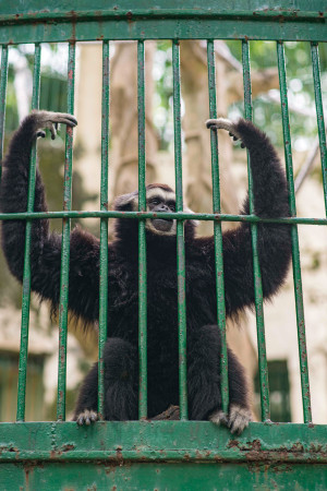 Saigon Zoo Ape
