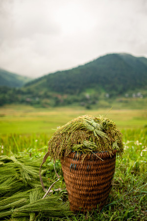 tu le rice harvest